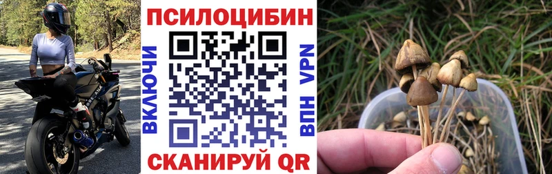 Псилоцибиновые грибы Psilocybe  Неман 